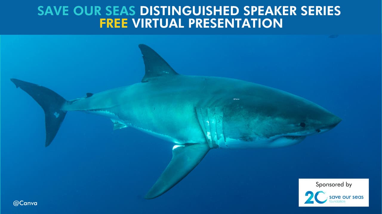 scalloped hammerhead shark - Save Our Seas Foundation